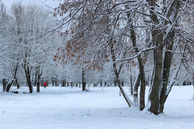 Neve de inverno na árvore park