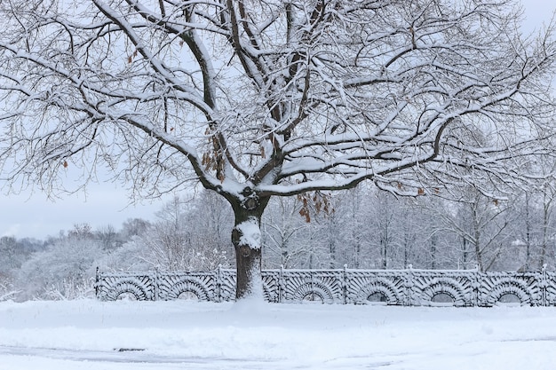 Neve de inverno na árvore solitária park