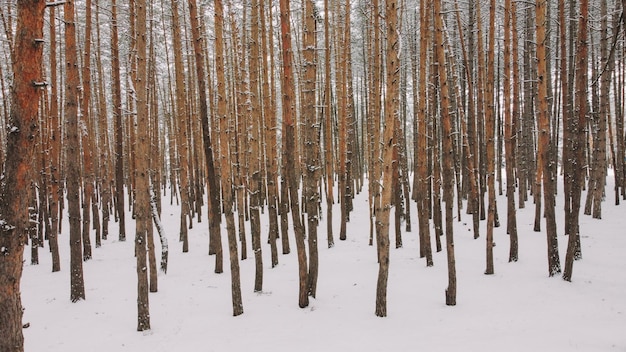 neve dentro da floresta. Maciças árvores nevadas dentro da floresta