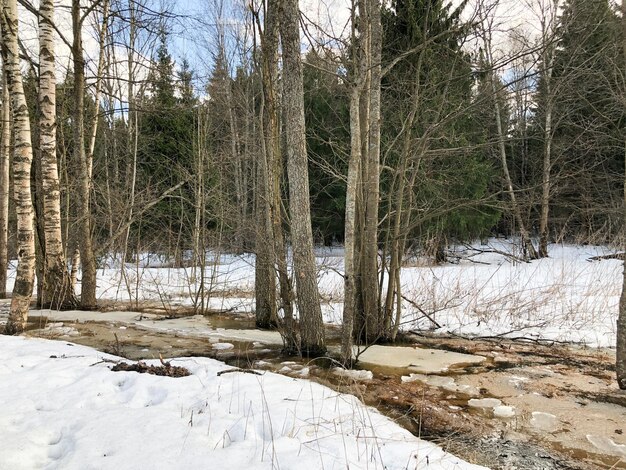 Neve descongelada e cheia de água derretida entre troncos de árvores na floresta, paisagem do início da primavera