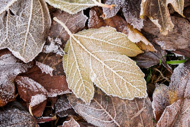 neve e geada nas folhas de outono. conceito de inverno