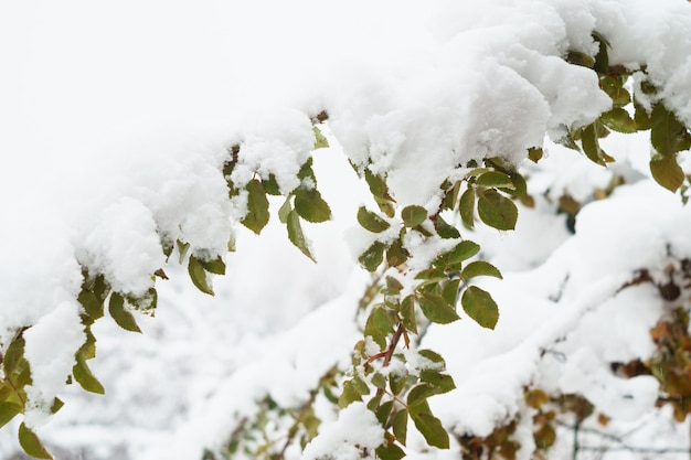 Neve em folhas verdes de plantas no jardim