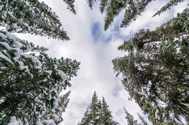 Neve em pinheiros com nuvens no fundo do céu azul