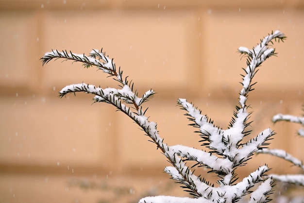 Neve em um pinheiro em frente a uma parede bege.