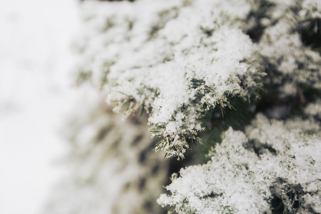 Neve em uma árvore de abeto