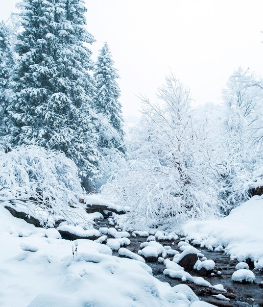 Neve em uma floresta de montanha com um rio e abetos