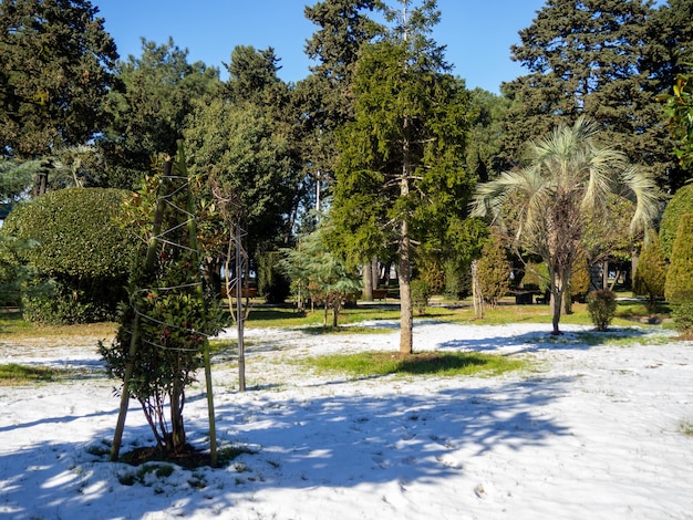 Neve em uma palmeira e na grama verde Inverno em Batumi Inverno no parque do resort cidade do sul Queda de neve repentina Contraste