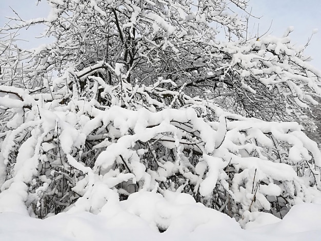 Neve espessa em galhos de arbustos e árvores.