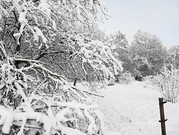 Neve espessa em galhos de arbustos e árvores.