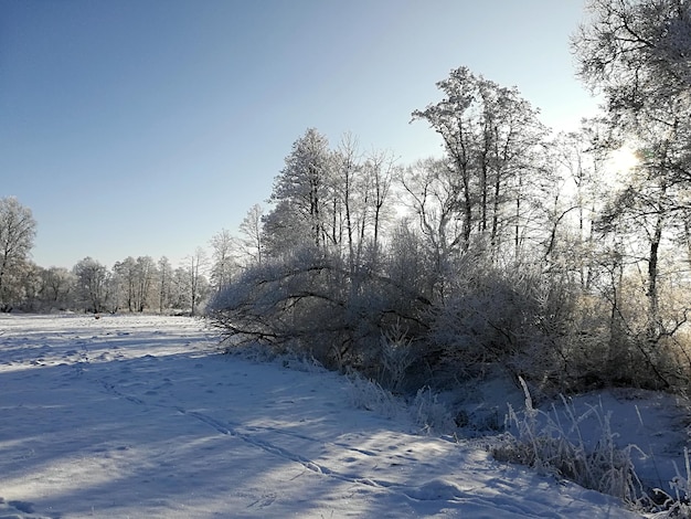 Neve espessa nos galhos de arbustos e árvores. Dia de sol no inverno.