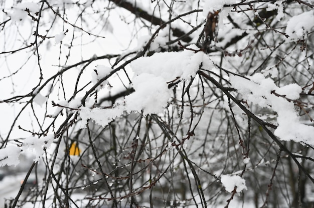 Neve fofa repousa sobre galhos nus.