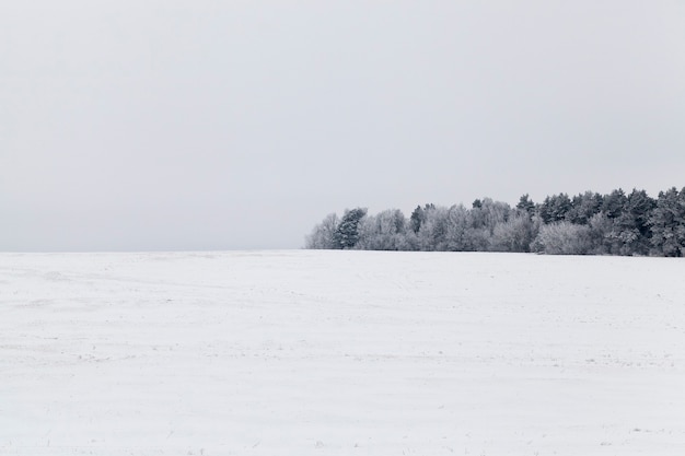 Neve fotografada no inverno, que apareceu após uma nevasca. fechar-se,