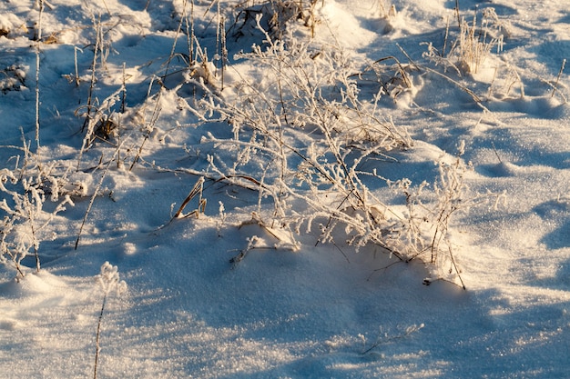 Neve fotografada no inverno, que apareceu após uma nevasca. fechar-se,