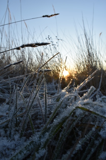 Neve fresca na grama e amanhecer