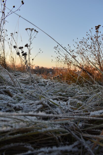 Neve fresca na grama e amanhecer