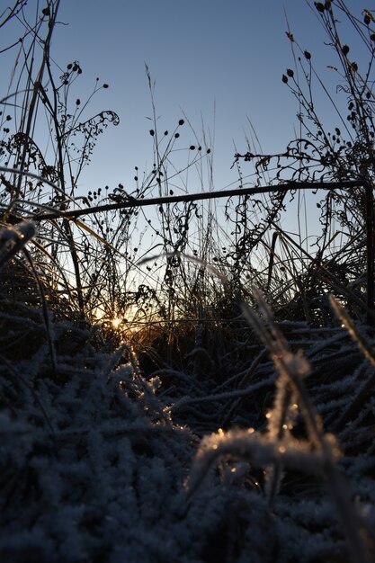 Neve fresca na grama e amanhecer