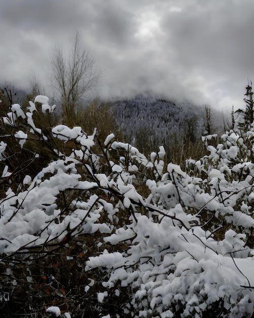 Foto neve na floresta