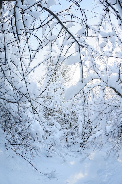 Neve na floresta