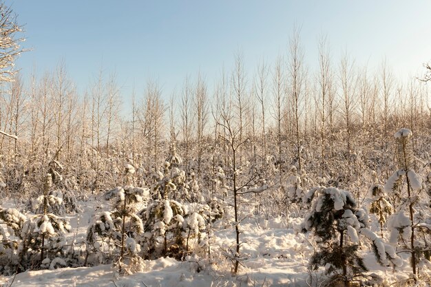 neve na paisagem da floresta