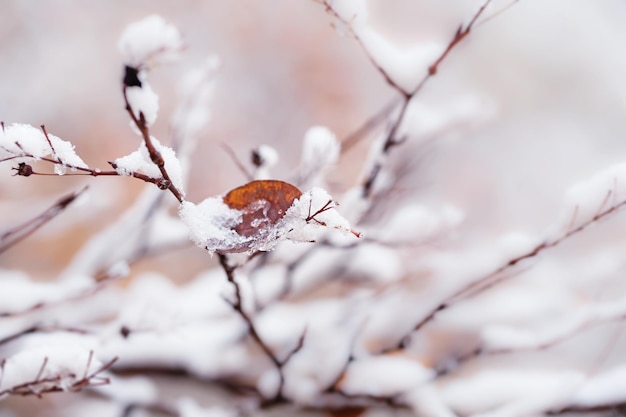 Neve nas árvores da floresta. Imagem macro, foco seletivo