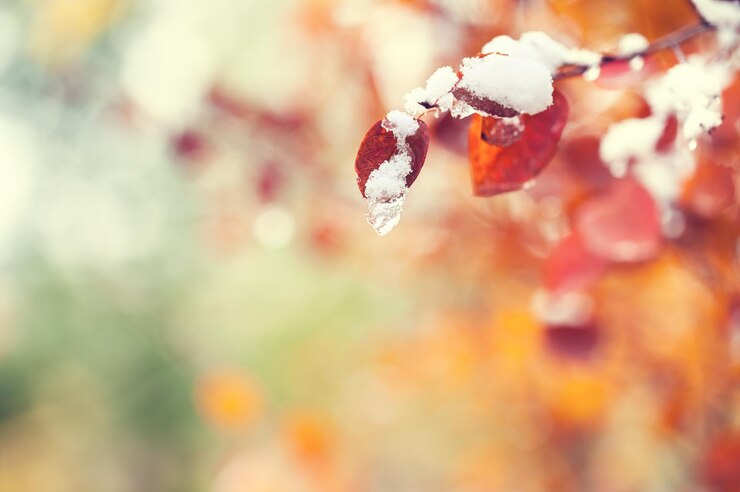 Foto neve nas folhas de outono amarelas na floresta. imagem macro, foco seletivo
