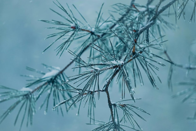 neve nas folhas de pinheiro na temporada de inverno