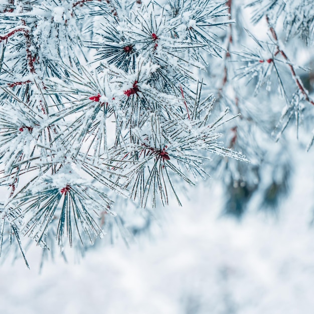 neve nas folhas de pinheiro na temporada de inverno