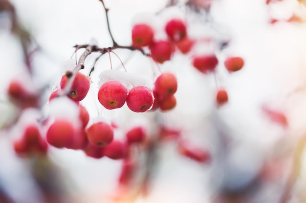 Neve nas maçãs vermelhas selvagens na floresta. Imagem macro, foco seletivo