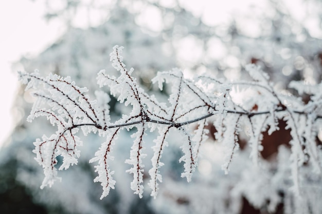 Neve nos galhos das árvores Gelo nos galhos das árvores Paisagem de inverno