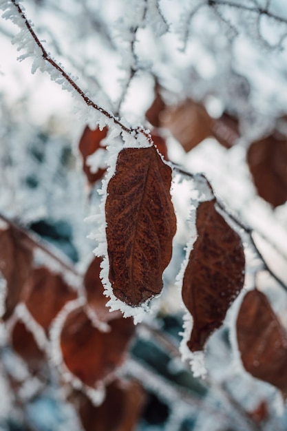 Neve nos galhos das árvores Gelo nos galhos das árvores Paisagem de inverno