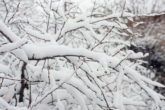 Neve nos galhos de uma árvore