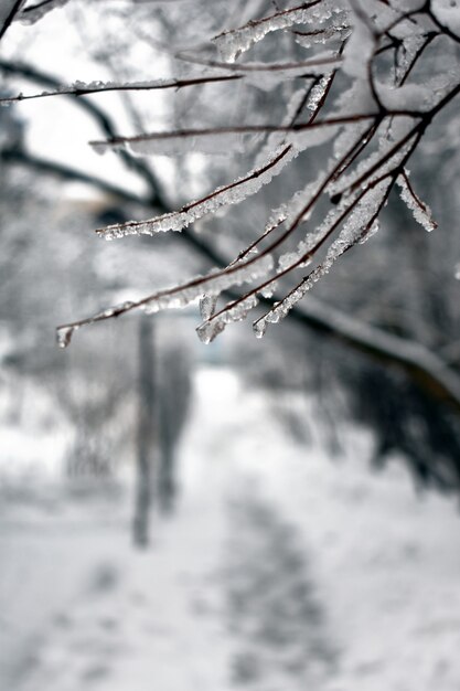 Neve nos galhos do parque no inverno