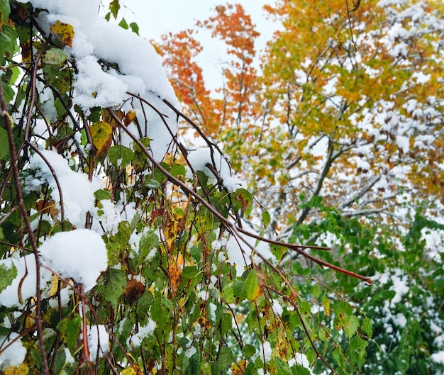 Neve repentina do primeiro outono no parque da cidade