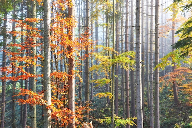 Névoa da manhã linda e raios solares na floresta de pinheiros de outono.