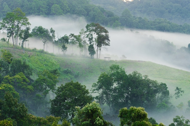 Névoa da manhã na densa floresta tropical