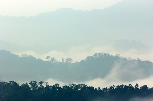 névoa da manhã na densa floresta tropical