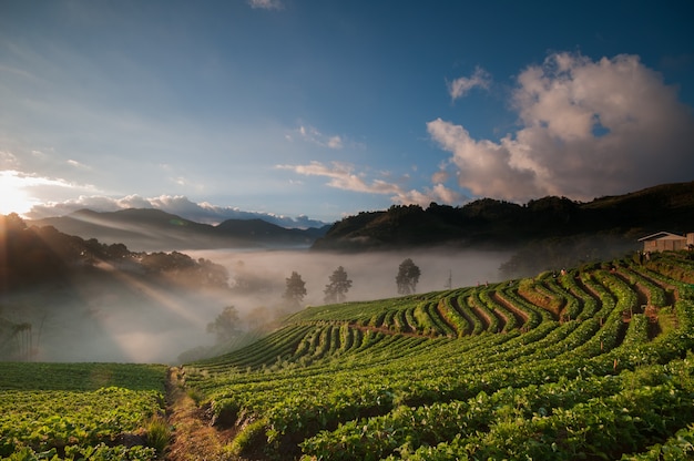 Névoa da manhã na fazenda de morango