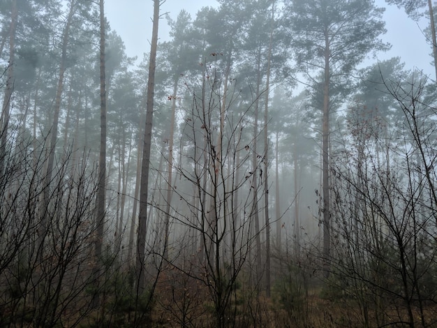 Névoa da manhã na floresta