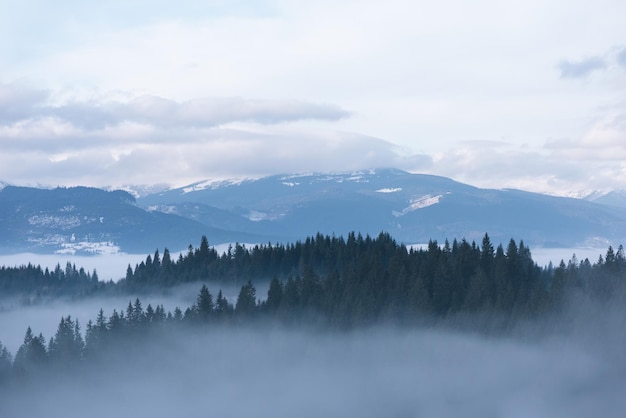 Névoa da manhã nas montanhas. paisagem de primavera com floresta de abetos