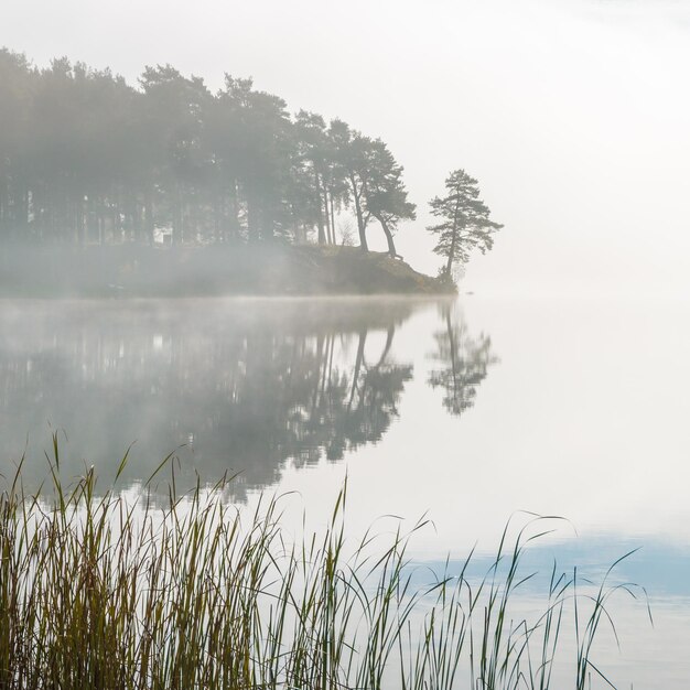 Névoa da manhã no lago