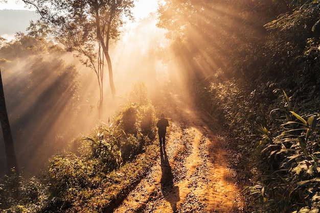 Névoa dourada da manhã na floresta e luz da manhã