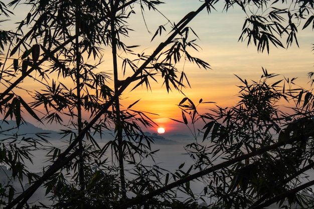 Névoa e sol atrás de árvores de bambu.