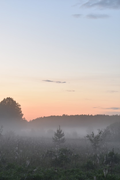 Foto névoa matinal na clareira da floresta