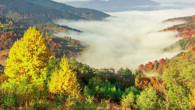 Névoa matinal sobre o vale entre as montanhas à luz do sol Nevoeiro e bela natureza das montanhas dos Cárpatos filmagem Ucrânia