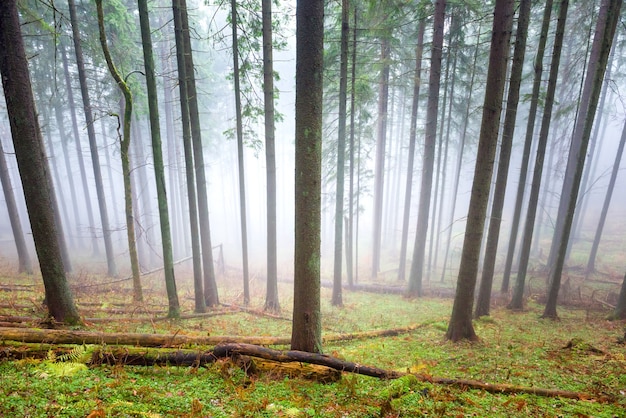 Névoa misteriosa na floresta verde com pinheiros