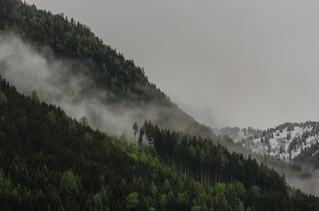 Névoa na montanha com árvores