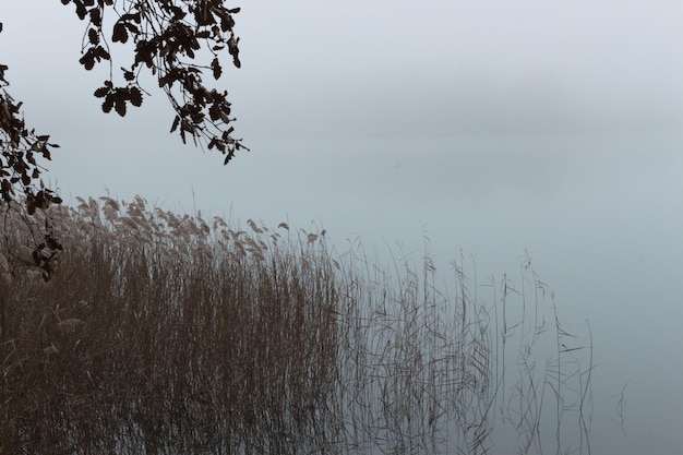 Foto névoa no lago