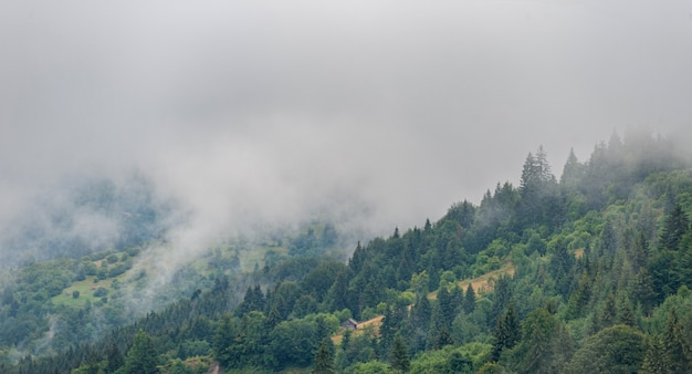 Nevoeiro de manhã nas montanhas. Floresta, natureza.