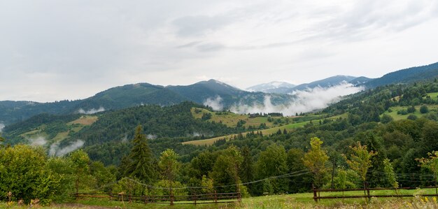 Nevoeiro de manhã nas montanhas. Floresta, natureza.