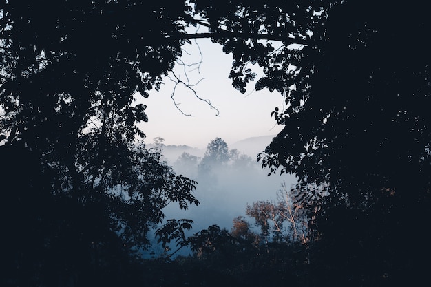 Nevoeiro e floresta pela manhã, na floresta da manhã